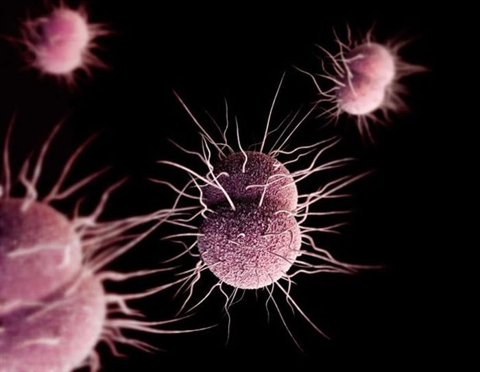 La gonorrea sigue venciendo a los antibióticos y pronto podría ser intratable