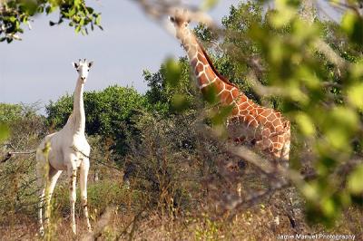 Avistan a rara jirafa blanca en Kenia y fotógrafo logró retratarla