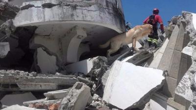 Dayko, el perro rescatista que murió tras salvar vidas en Ecuador