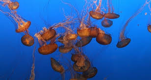 "El Mediterráneo corre el riesgo de acabar lleno de medusas"