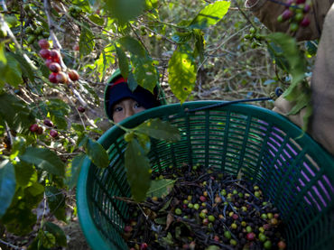 Producción de café, al menor nivel en 4 décadas