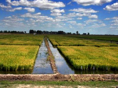 Daños por lluvias en el sector arrocero no tienen precedentes en Uruguay