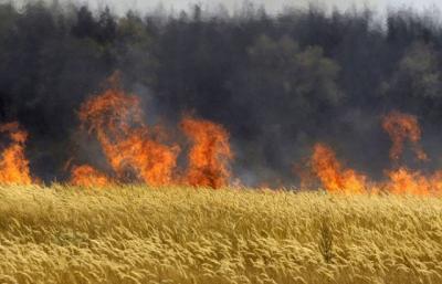 Hungría quema todos los cultivos transgénicos de Monsanto