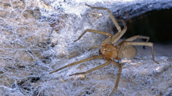 Museo de Finlandia invadido por arañas venenosas chilenas