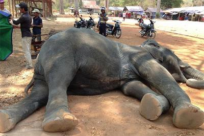 Elefanta muere infartada en Camboya: colapsó cuando trasladaba a turistas hasta un templo