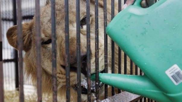 Rescatan a 33 leones de circos de Perú y Colombia y los llevan a África en gran operativo