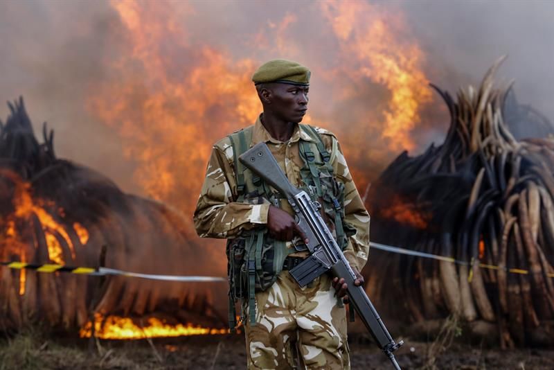Kenia declaró la guerra a los cazadores furtivos con la quema de 105 toneladas de marfil
