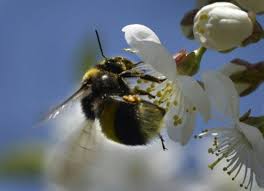 Un millón de firmas contra los pesticidas "asesinos de abejas" de Bayer