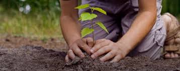 Plantarán un árbol por cada niño nacido en Bariloche