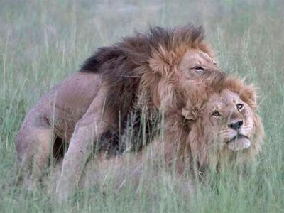 No eran gays: La leona tenía melena