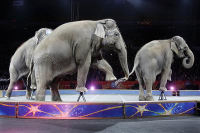 Uno de los mayores circos de EE.UU. pone fin a sus shows con elefantes