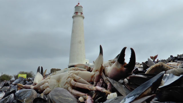 Desastre ecológico en La Paloma: hallan muertas cientos de especies marinas