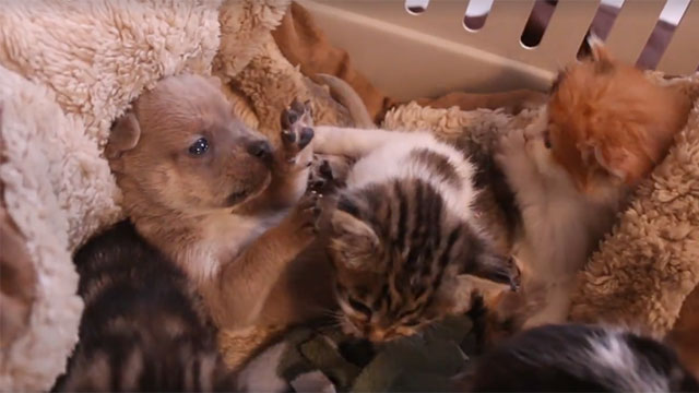 Cachorro se suma a una camada de gatitos tras la muerte de su madre
