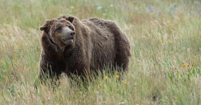 Matan a tiros al oso más famoso de Yellowstone