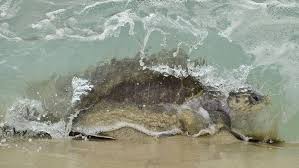 Miles de tortugas son succionadas por una planta nuclear en Florida, EEUU