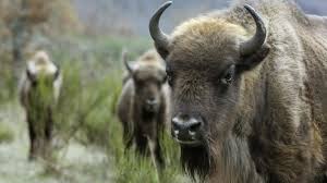 EE.UU. declara oficialmente al bisonte su "mamífero nacional"