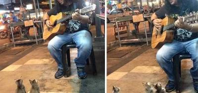 Músico callejero cautiva a un público muy curioso: cuatro gatitos