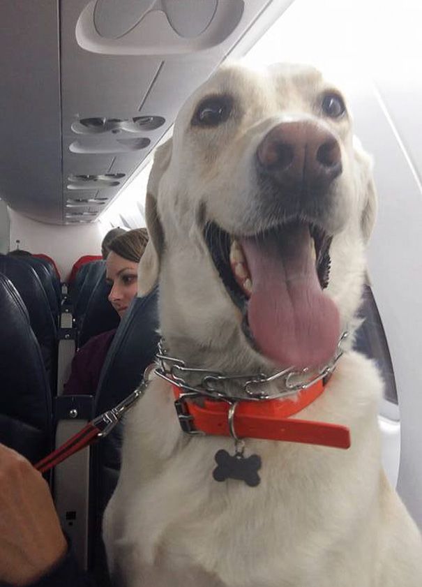 Aerolíneas canadienses rompen normas para que mascotas puedan ir en cabina junto a sus dueños