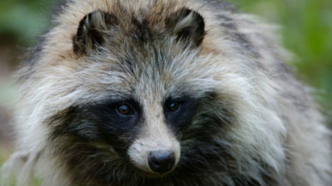 Perro mapache, el tierno animal que Suecia quiere eliminar