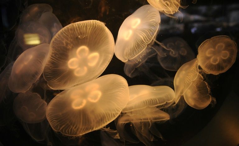 La policía se incauta en China de medusas adulteradas químicamente