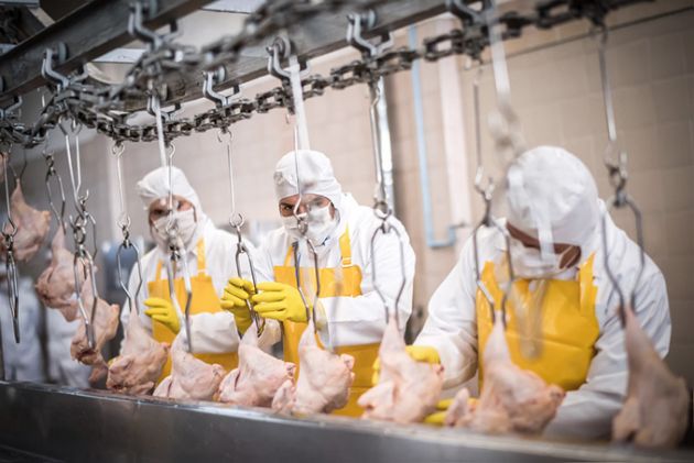 En factoría avícola de EEUU trabajadores se orinan y defecan encima porque no pueden moverse