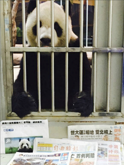 Zoológico desmiente rumores sobre muerte de oso panda