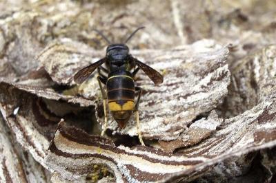 Científicos: avispa asiática que mata a abejas de la miel se expande "como la pólvora"
