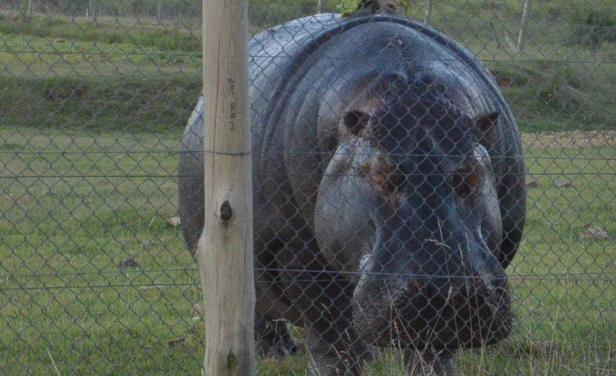 Emocionante: Zoo de Durazno busca novios" para la osa María y la hipopótamo Pancha