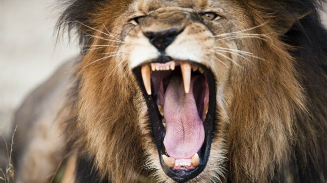 Intentó suicidarse y causó la muerte de dos leones en el zoológico de Santiago de Chile