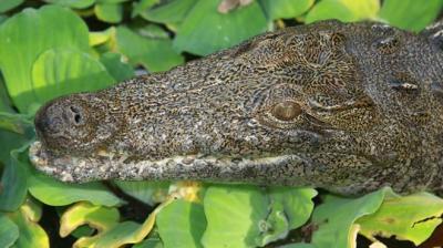 Extraña y peligrosa aparición de cocodrilos del Nilo en pantanos de Florida, EEUU