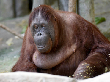 Muere por eutanasia una orangután de un zoológico en Chicago