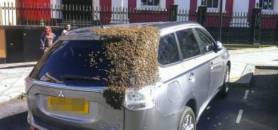 Abeja reina quedó atrapada en un auto y 20.000 abejas lo persiguen por 2 días