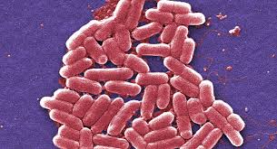 La "superbacteria" hallada en EEUU podría ser el fin de los antibióticos