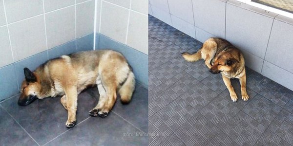 Un perro lleva una semana esperando a su dueño en un aeropuerto