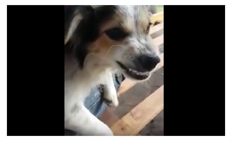 El increíble perro que odia a Macri hace estallar las redes