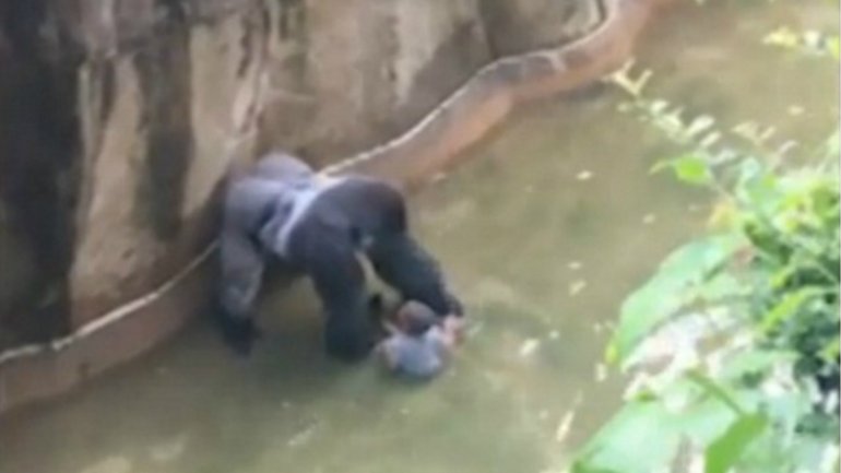 Matan a un gorila en un zoo de EEUU que atrapó a un niño de tres años