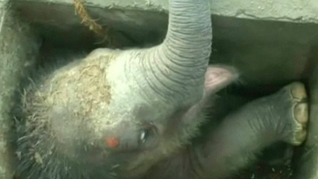 Liberaron a un bebé elefante atrapado en una alcantarilla