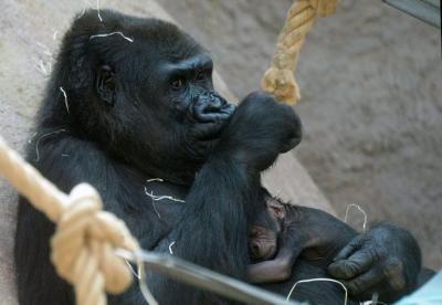 Acalorado debate en EEUU por gorila abatido para salvar a niño