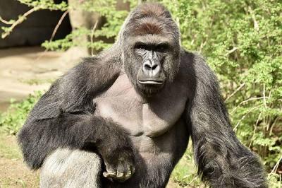 "Era un gigante amable": Entrenador llora la muerte del gorila Harambe