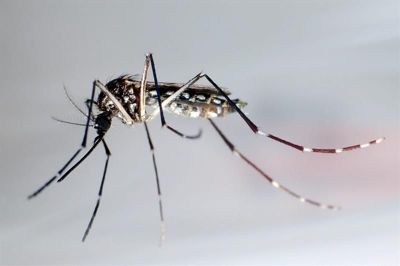 Brasil crea un test que diagnostica el virus del Zika en solo 20 minutos