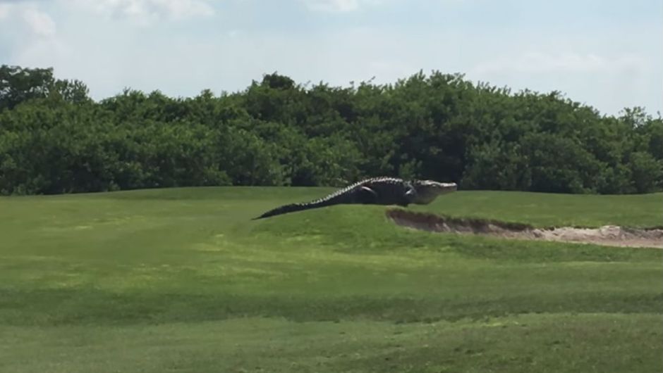 Un cocodrilo gigante se pasea tranquilamente por un campo de golf en Florida, EEUU