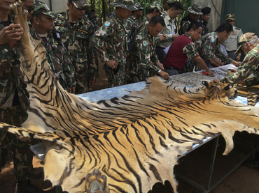 Hallan pieles de más felinos en Templo del Tigre en Tailandia
