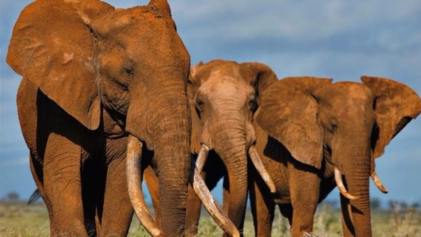 EEUU prohíbe comercio de marfil para salvar a elefantes africanos