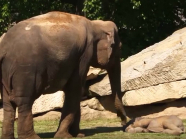 Elefante pide ayuda a cuidadores para despertar a su cría