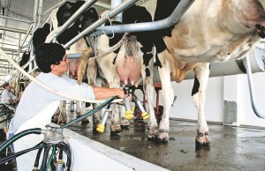 Grupo inversor palestino construirá industria láctea en Uruguay; Invertirá US$ 30 millones en Florida