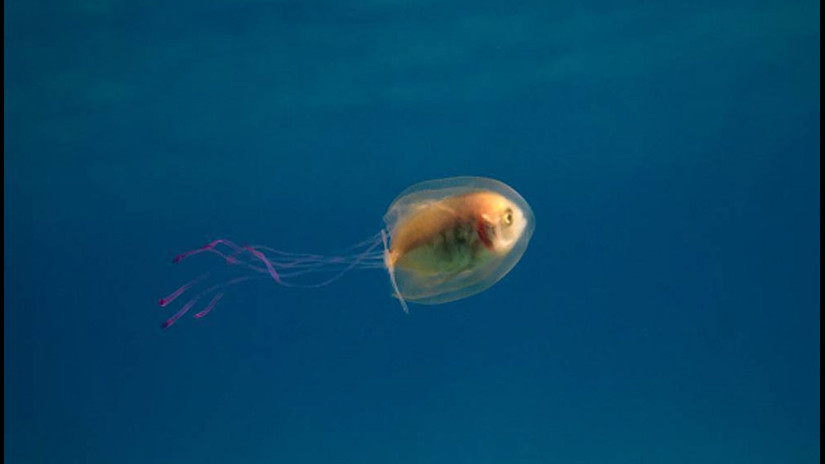 Captan extraña imagen de un pez nadando dentro de una medusa