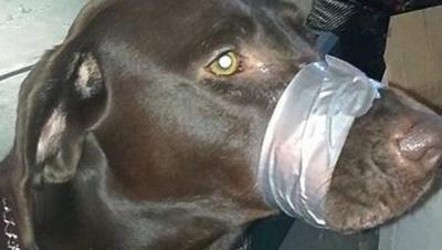 La mujer más odiada de EEUU: tapa la boca de su perro con cinta aislante para que deje de ladrar