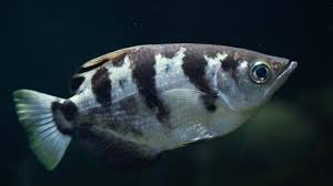 Hallan un pez tropical capaz de reconocer rostros humanos