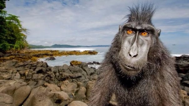 Un mono provocó un apagón masivo en Kenia