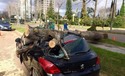 Señora se bajó de su auto en avenida Roosevelt y minutos después un árbol se lo destruyó